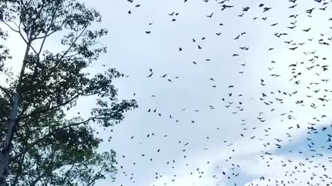Thousand of bats are flying