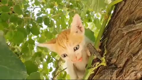 So sweet cat sound 🐈😺😺😺