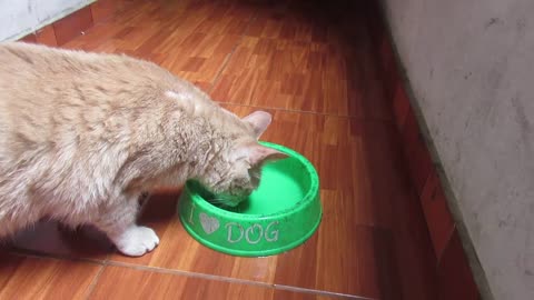 Gato intenta tomar el agua de dos perros sedientos