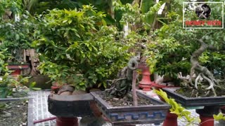Relaxing Music with Birds Singing In the garden many beautiful bonsai, the city people never see!