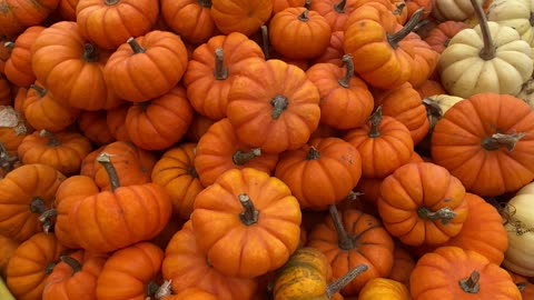 Tiny pumpkins!