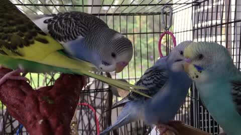 Parrots enjoy a nice day out side