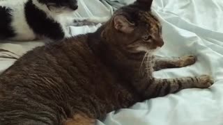Puppy desperate for cat's attention, doesn't receive any