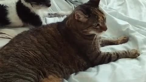 Puppy desperate for cat's attention, doesn't receive any