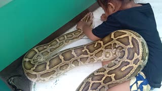 Tiny Toddler Tends to Sick Python