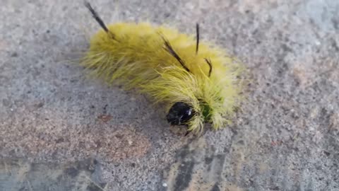 Should I squish this yellow caterpillar?
