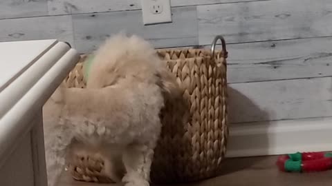 Remy the maltipoo playing