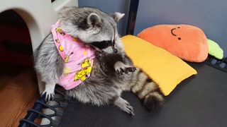 Raccoon wears baby pajamas and prepares to sleep by washing his face.