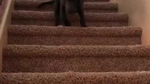 Puppy takes on the stairs