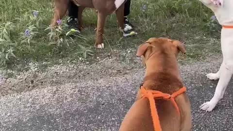 #13 male brown white pittie #34 male tan pittie #33 male white boxer April2022