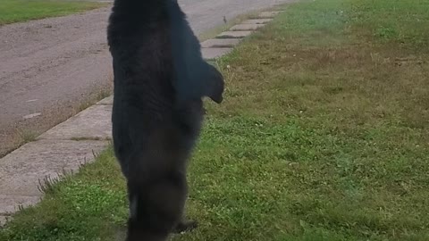 Bear Stands Right Outside the Door