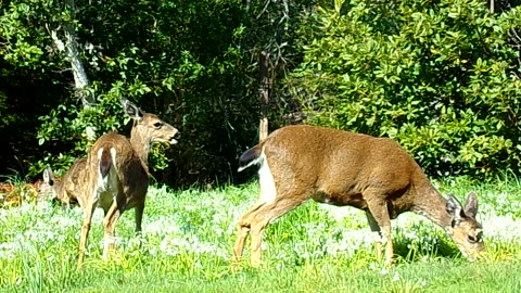 Walking with the deer 4/19/24: