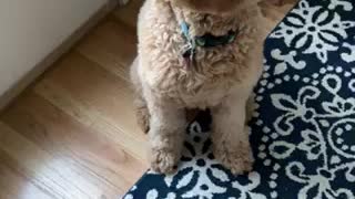 Goldendoodle is so bossy!