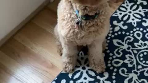 Goldendoodle is so bossy!