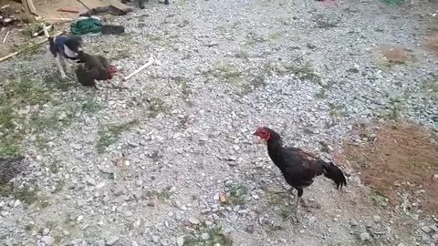 The chickens are fighting and the dog is rescuing them