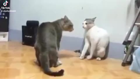 Cats kungfu fighting
