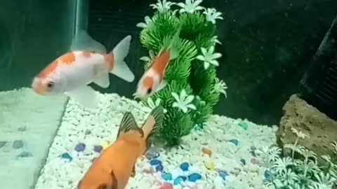 Beautiful Goldfish Life In Aquarium|Aquarium Goldfish|Goldfish