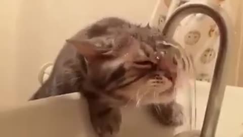 Sweetcat Drunk watter:3