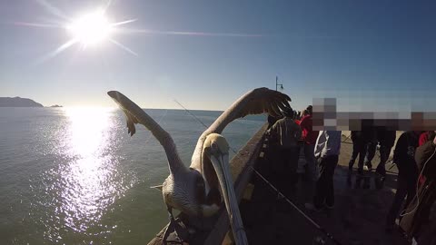 Hungry Pelican Snags Fish from Fisherman