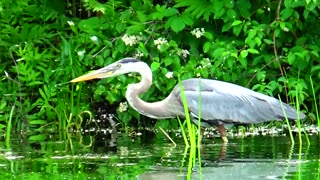 Great Blue Heron