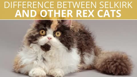 What are some cat breeds with curly hair?|🐈Selkirk Rex Cats 101 : Fun Facts & Myths