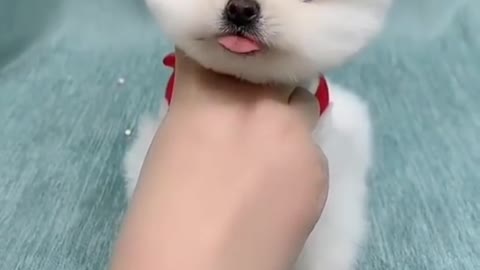 Cute and lovely Puppy playing