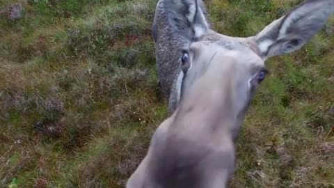 Moose gets curious about drone in Norway
