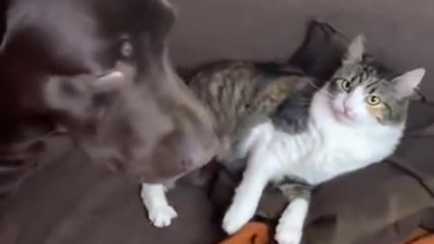 Cat tries to play with dog and gets spooked!