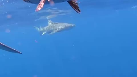 sharks eat fish