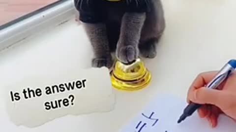 Lovely clever cat video