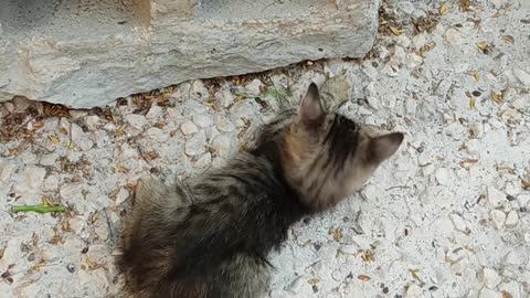 Two kittens playing near a hollow brick