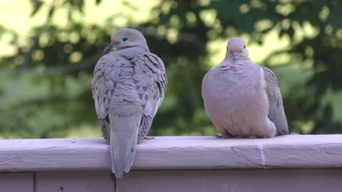 Mourning doves resting on a porch