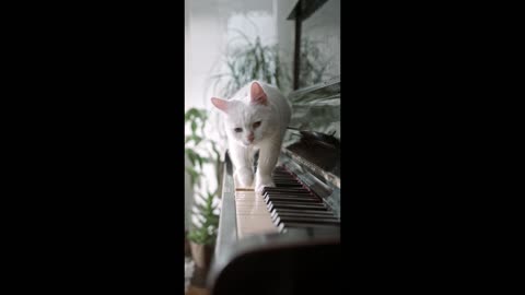 Cute cat playing the piano