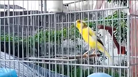 belgian canary singing a lot