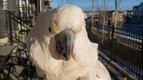 Cockatoo demonstrates his flawless chicken impression