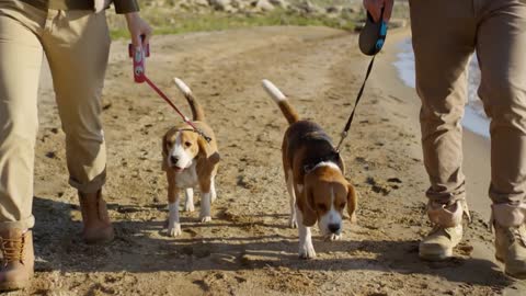 two cute beagle dogs walking together with owners along sandy lakeshore on sunny day