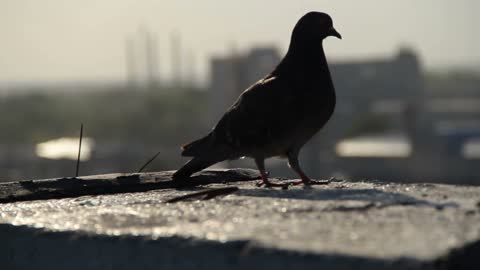 Alone dove sits on the roof