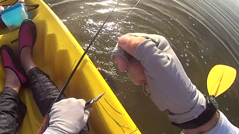Catching a Saltwater Catfish on a Fly Rod