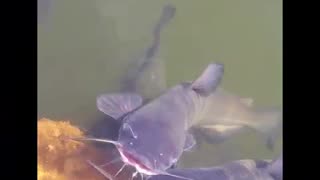 My Crazy Catfish love getting petted