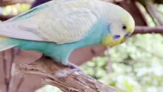 beautiful budgie male