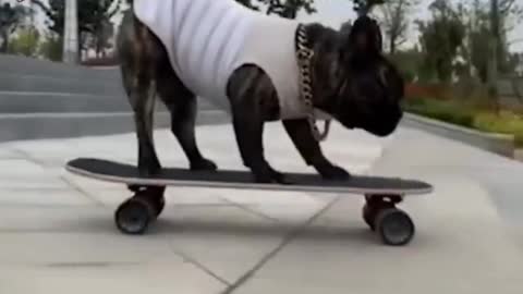 Dog scatting funny video #short