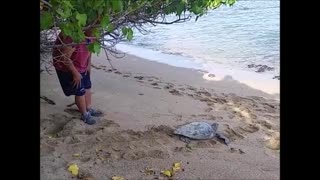 Helping a Stuck Sea Turtle