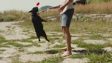 puppy playing with boy