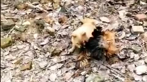 Dog Vs Chicken Fight