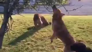 Dog jumps and picks own fruit