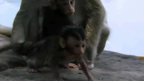 Baby monkey is kidnapped by alpha female, poor baby is crying, calling for help.