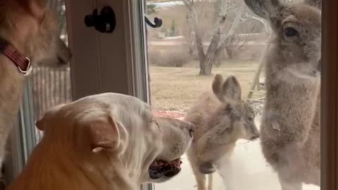 Dog Stares at Doe Friend Through Door