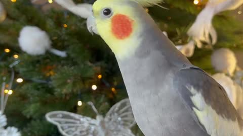 Cocktail bird celebrates Christmas in its own way