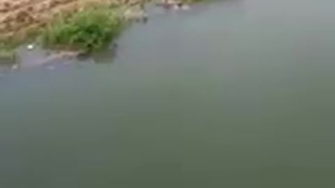 dog saves drowning man 1