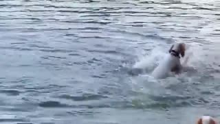 Dog hasn't quite figured out swimming yet